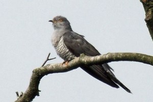Banner - Phenology page