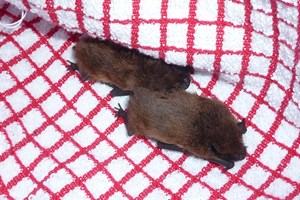 Pippistrelle bats