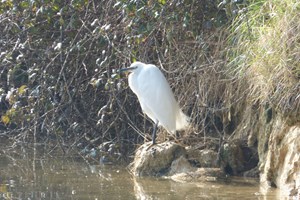 Egret (Egretta garzetta)
