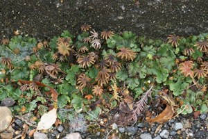 Umbrella liverwort - Marchantia polymorpha