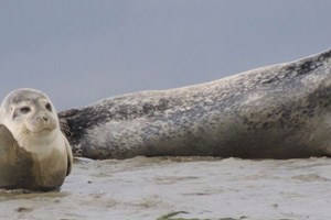 Chichester Harbour Seals - Phoca vitulina