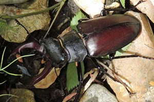Stag beetle - Lucanidae Chichester 