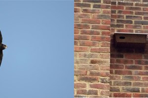 Banner - Swifts Legacy project