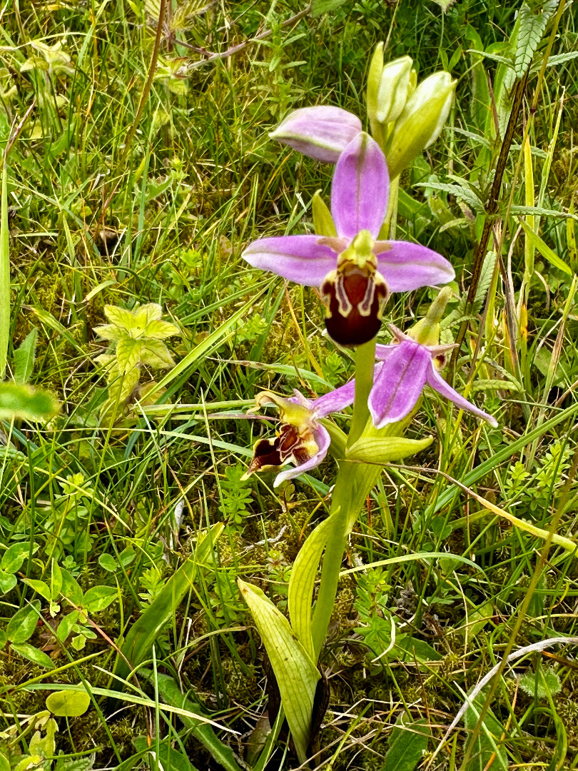 Bee orchid