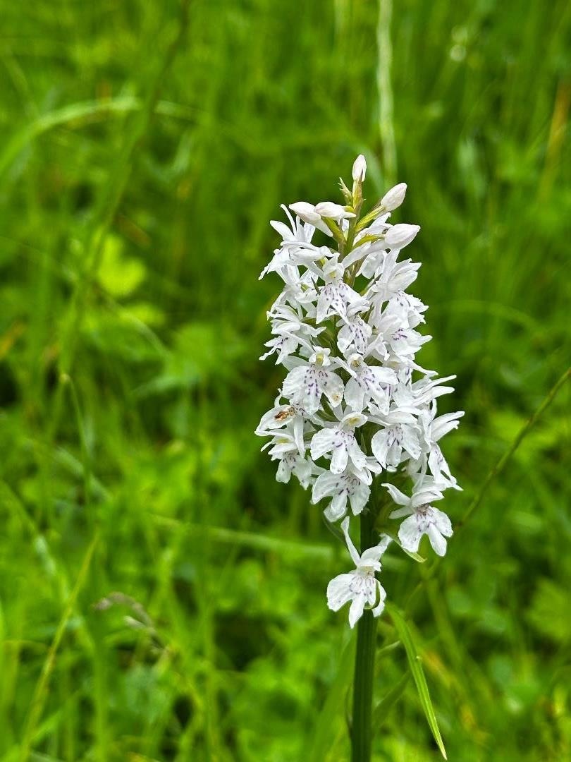 Common spotted orchid