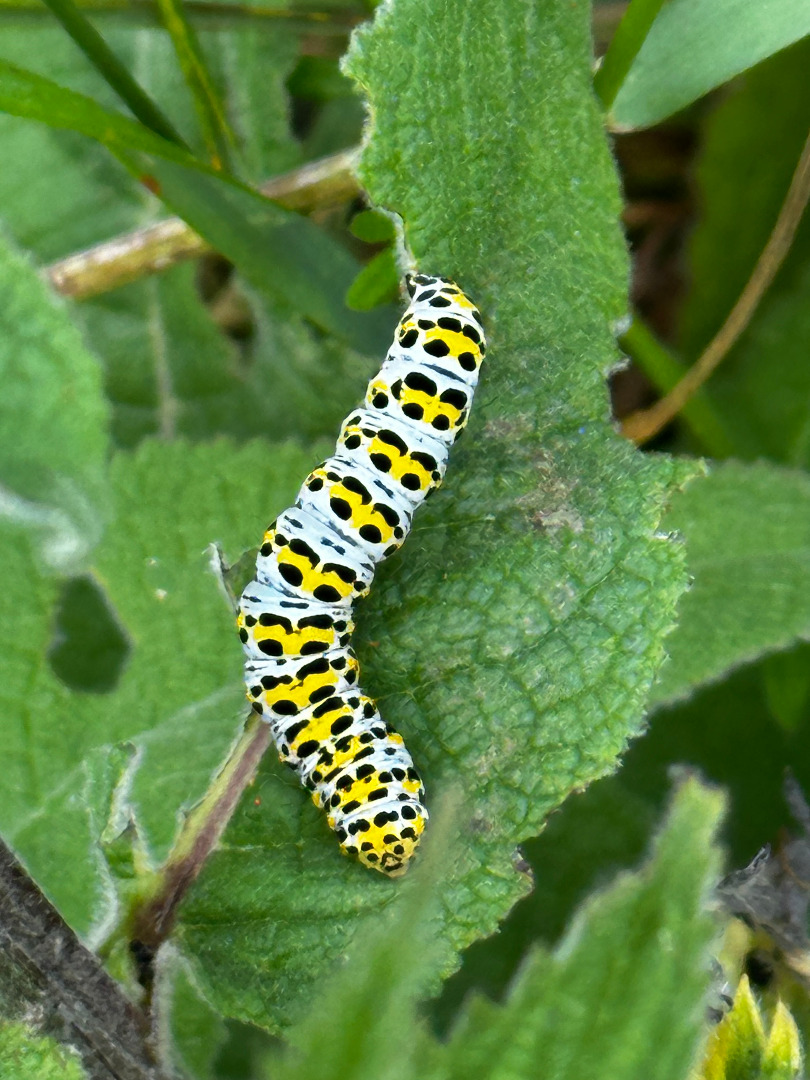 Cucullia verbasci