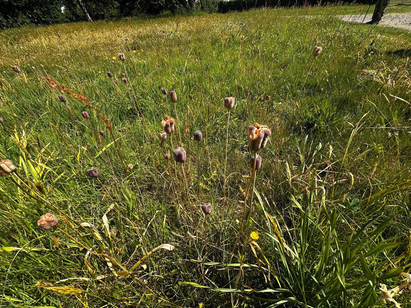 Cobnor 20/5/2025