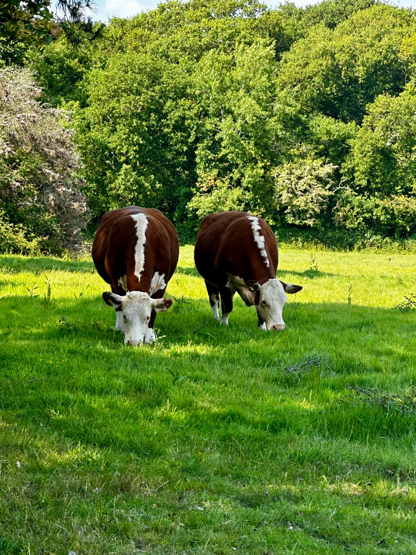 Cobnor 20/5/2025