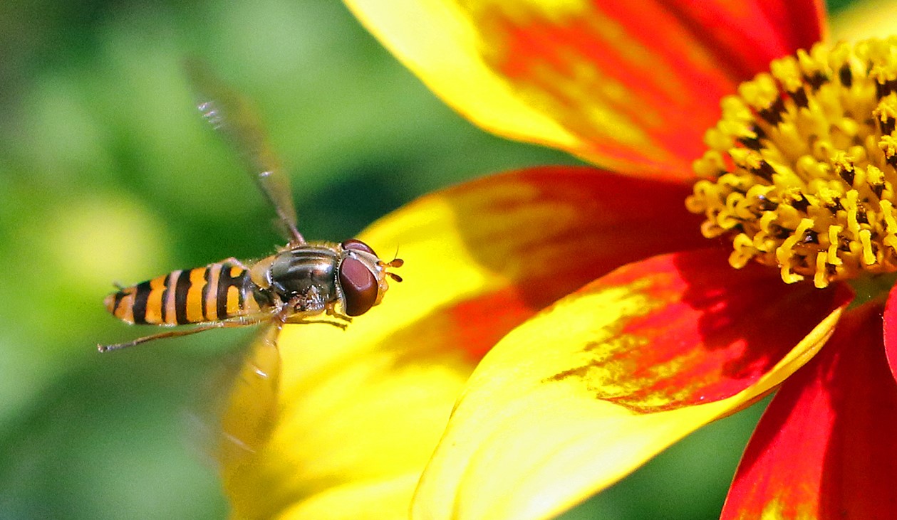 Marmalade Hoverfly