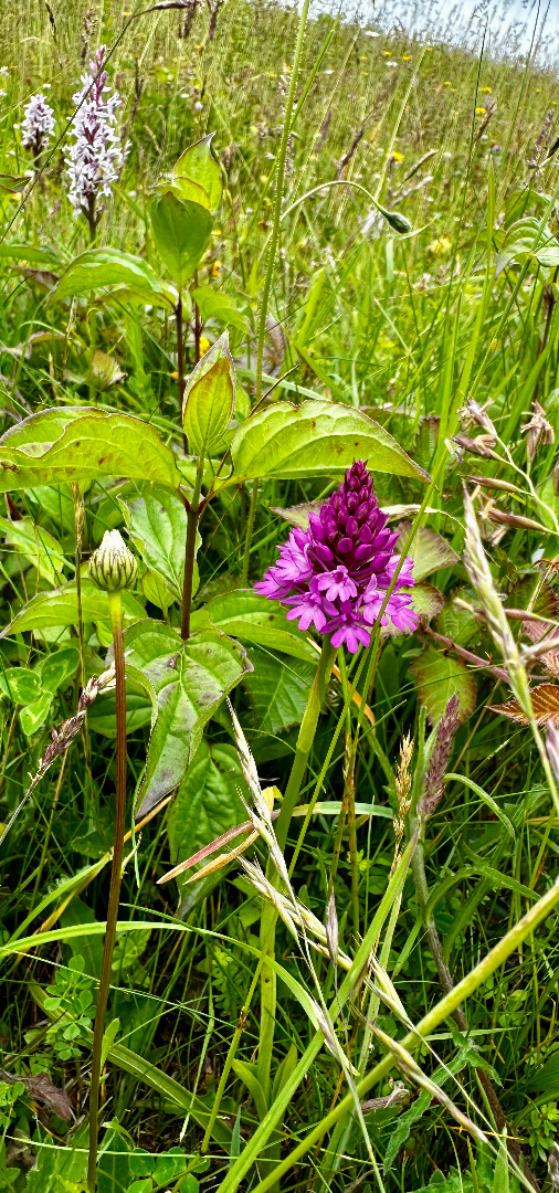 Pyramidal orchid