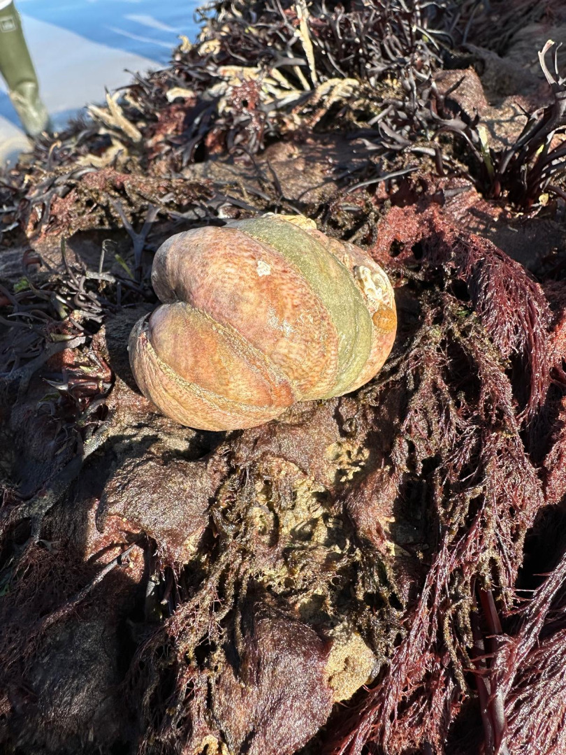 Rock Pooling Aldwick March 2025
