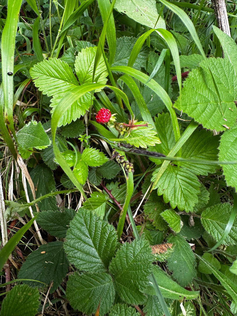 Wild strawberry