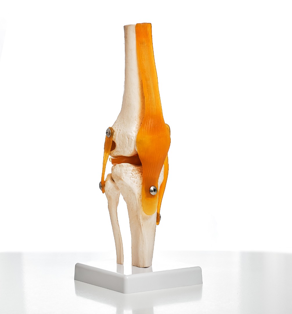 Meniscal knee joint model