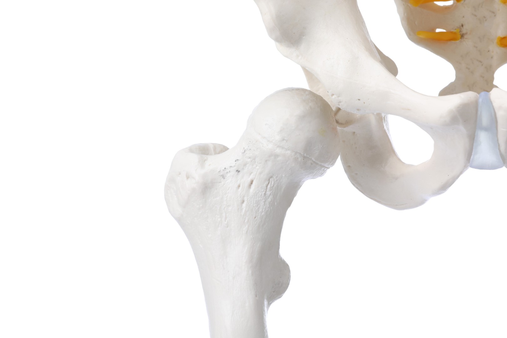 pelvis and femur anatomical structure