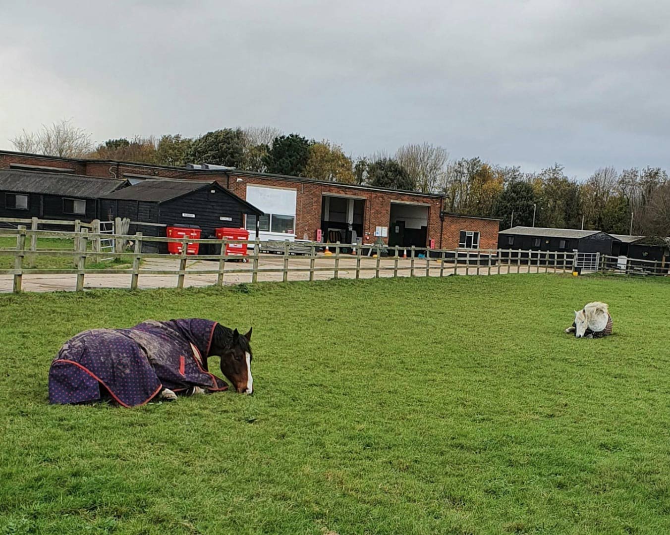 Horse resting