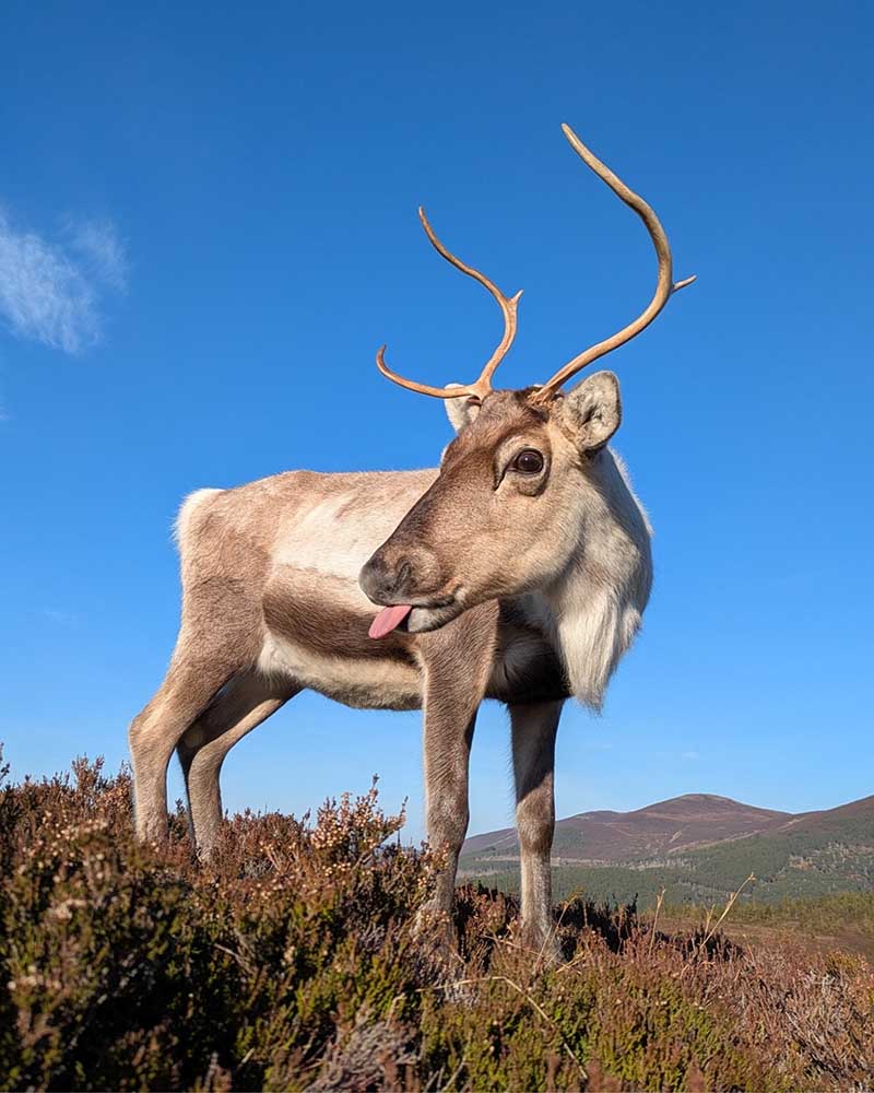 Cairngorm reindeer