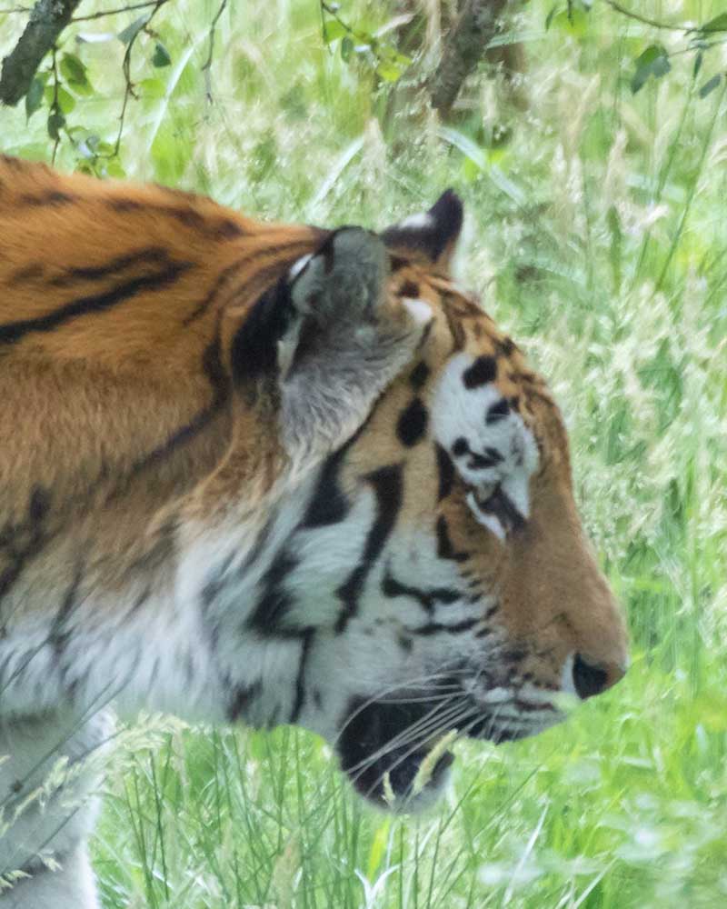 Highland wildlife park