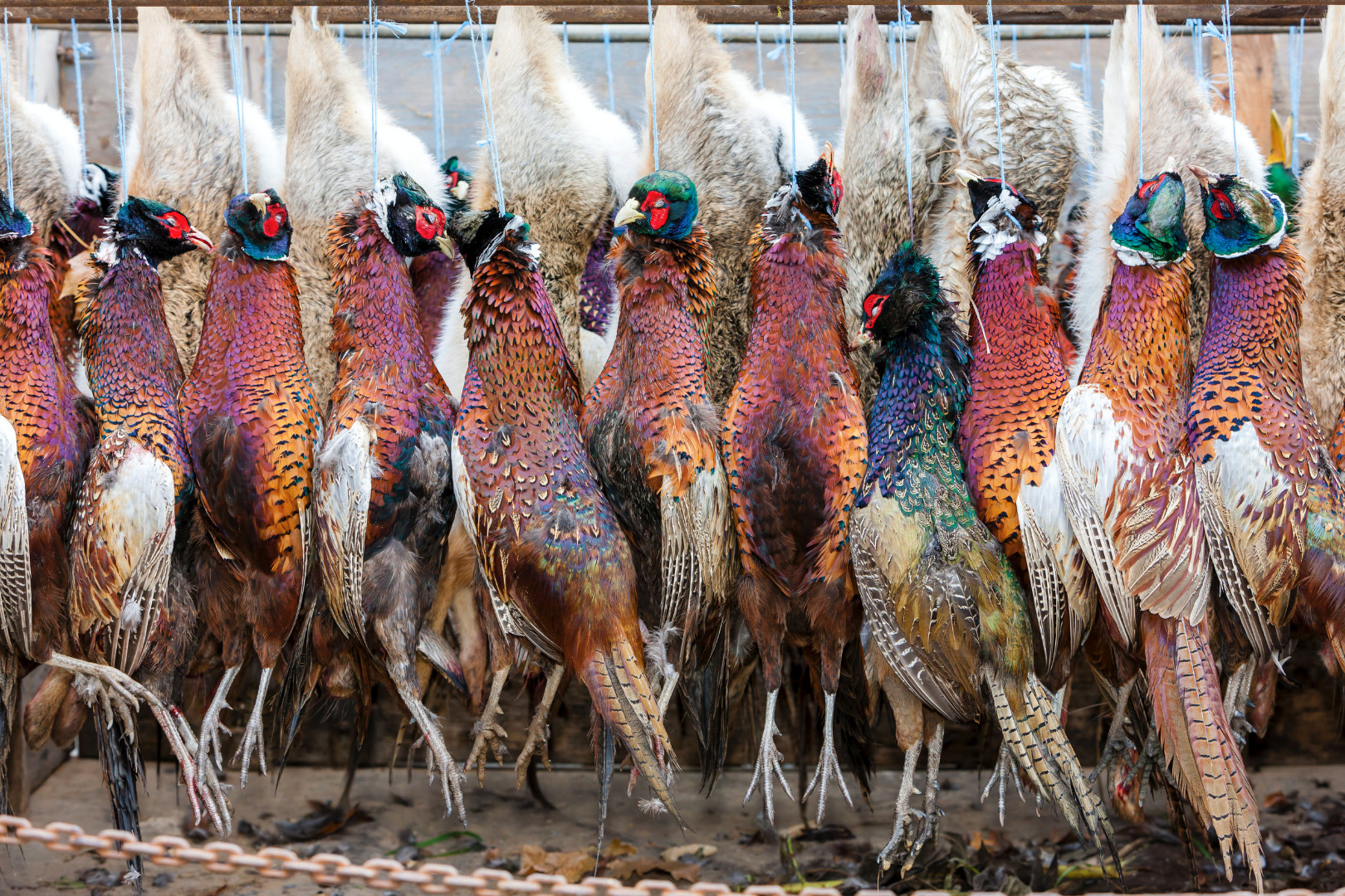 Poultry & Game Jolly Foods Oxon