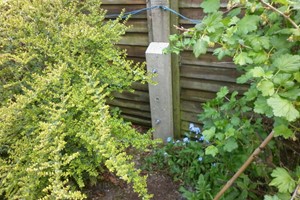 Concrete post repair spurs are steel reinforced & called a Godfather repair spur. Designed to help support & stabilise new, broken or rotten existing wooden posts which helps wood posts last longer.