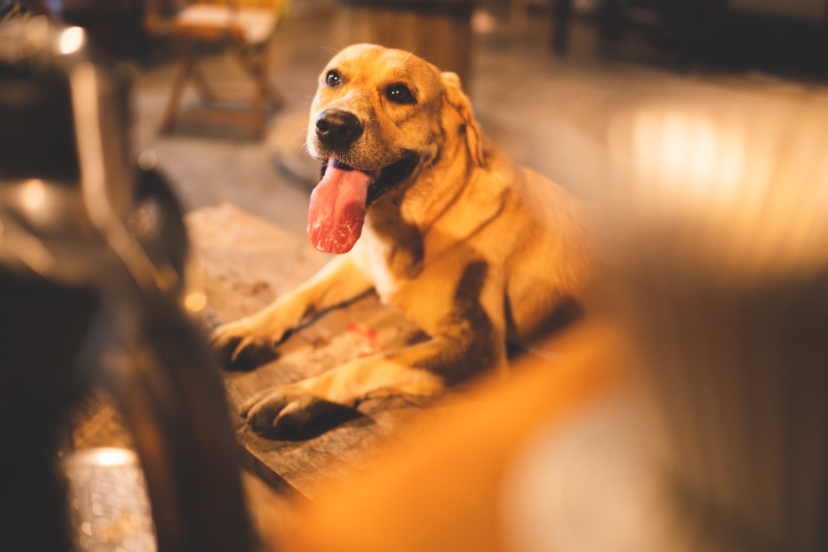 golden retriever