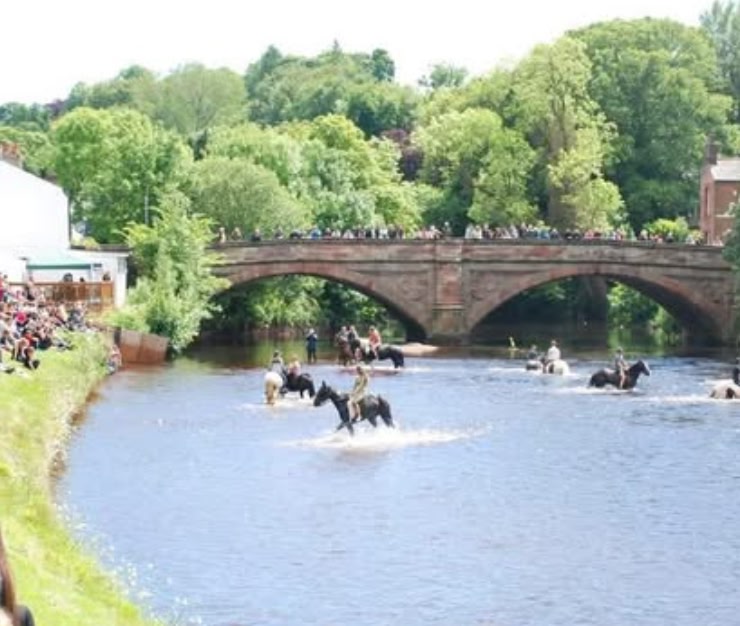horses in the river