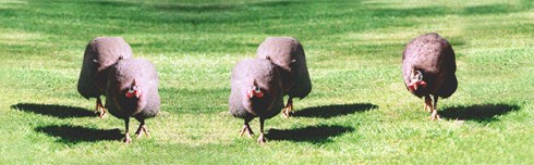 Resident playing with turtle