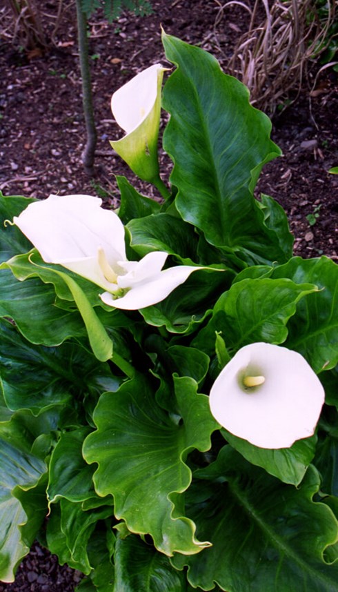 Painting lessons, activites at Senwick House