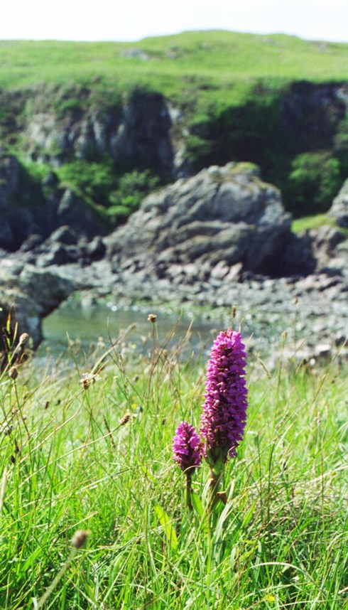 Flower Arranging Activites