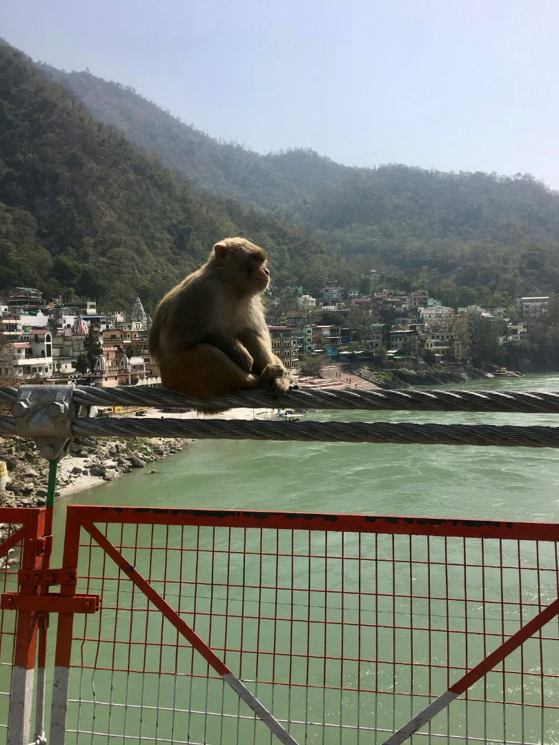 Monkey on bridge rope