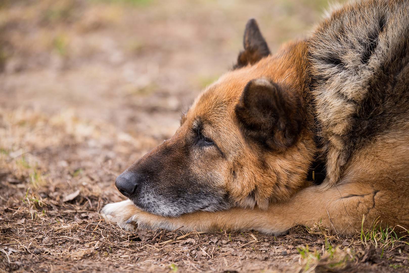 dog sleeping