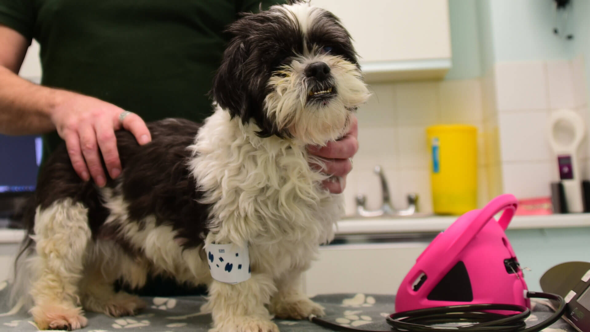 dog receiving treatment