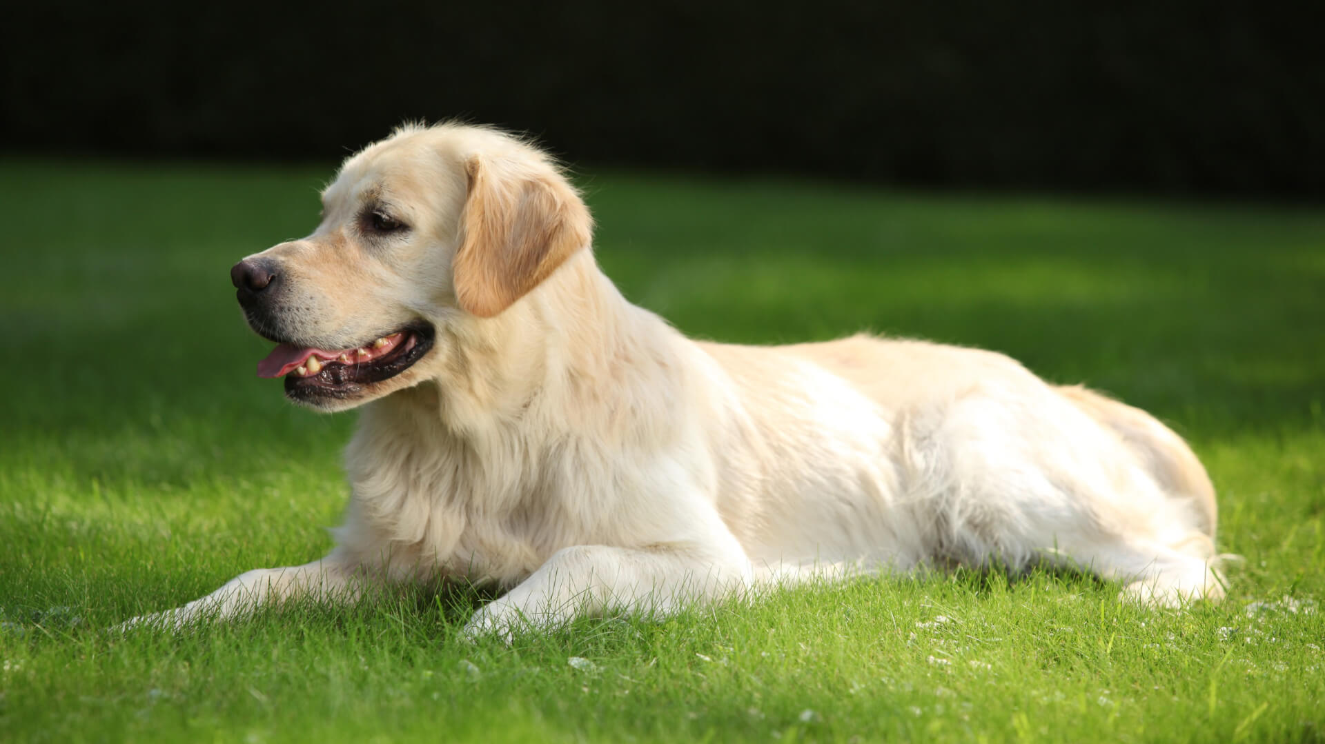 golden retriever laying in garden