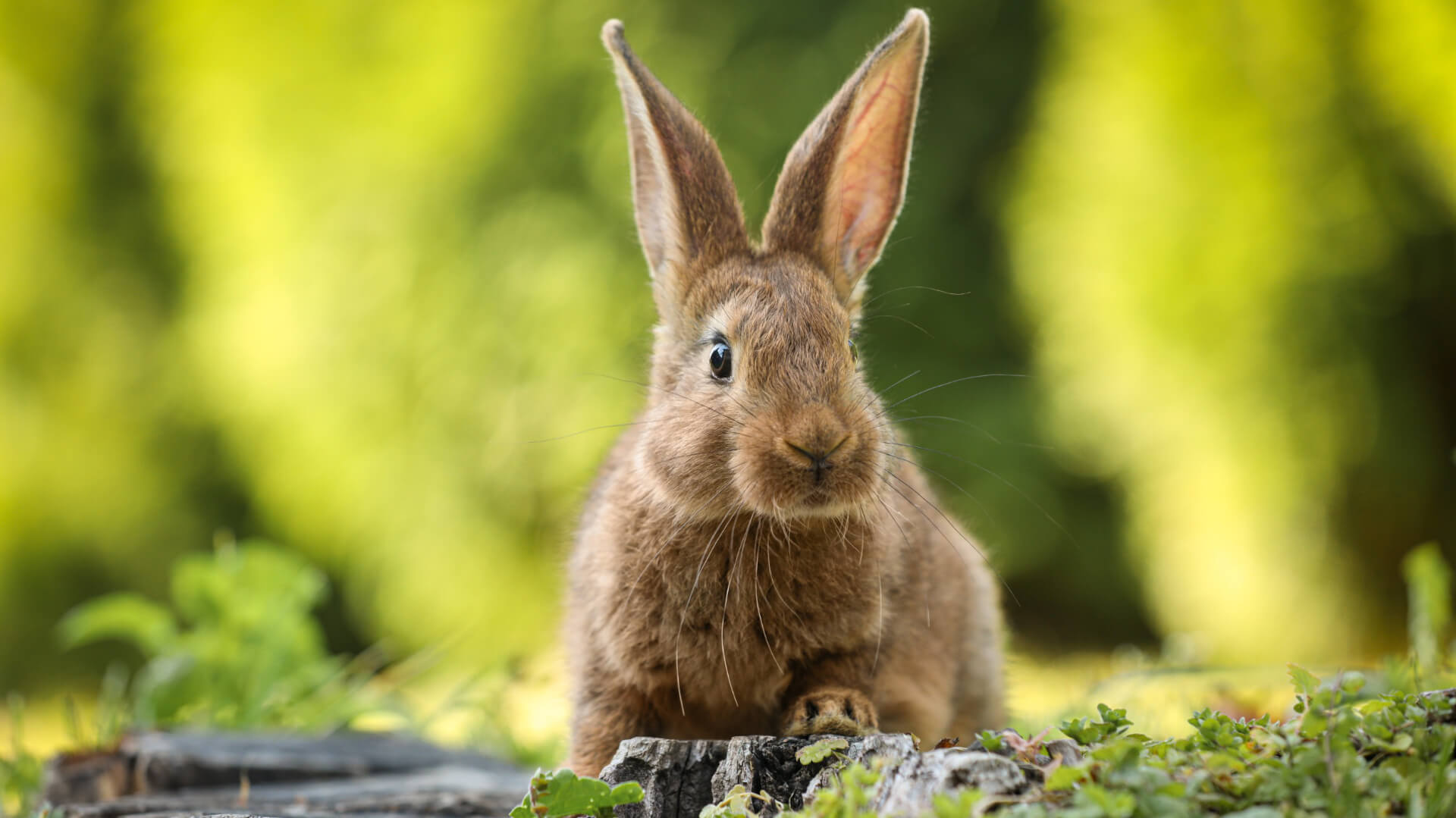 rabbit on a tree stump