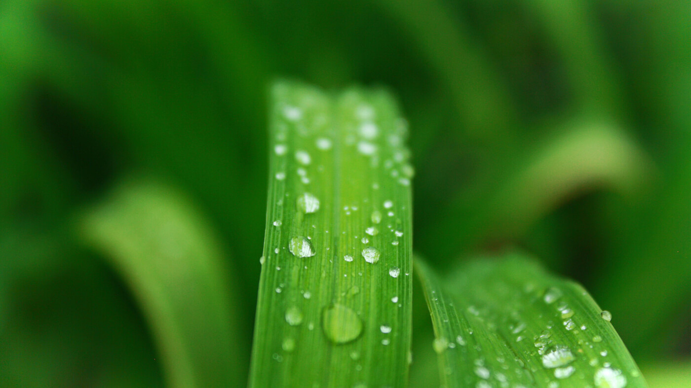 Bright green leaves