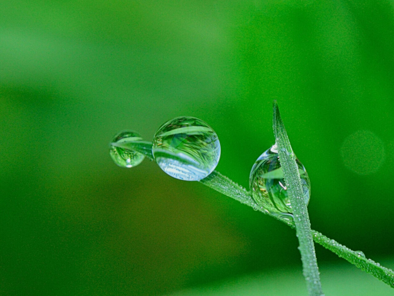 Large drops on grass