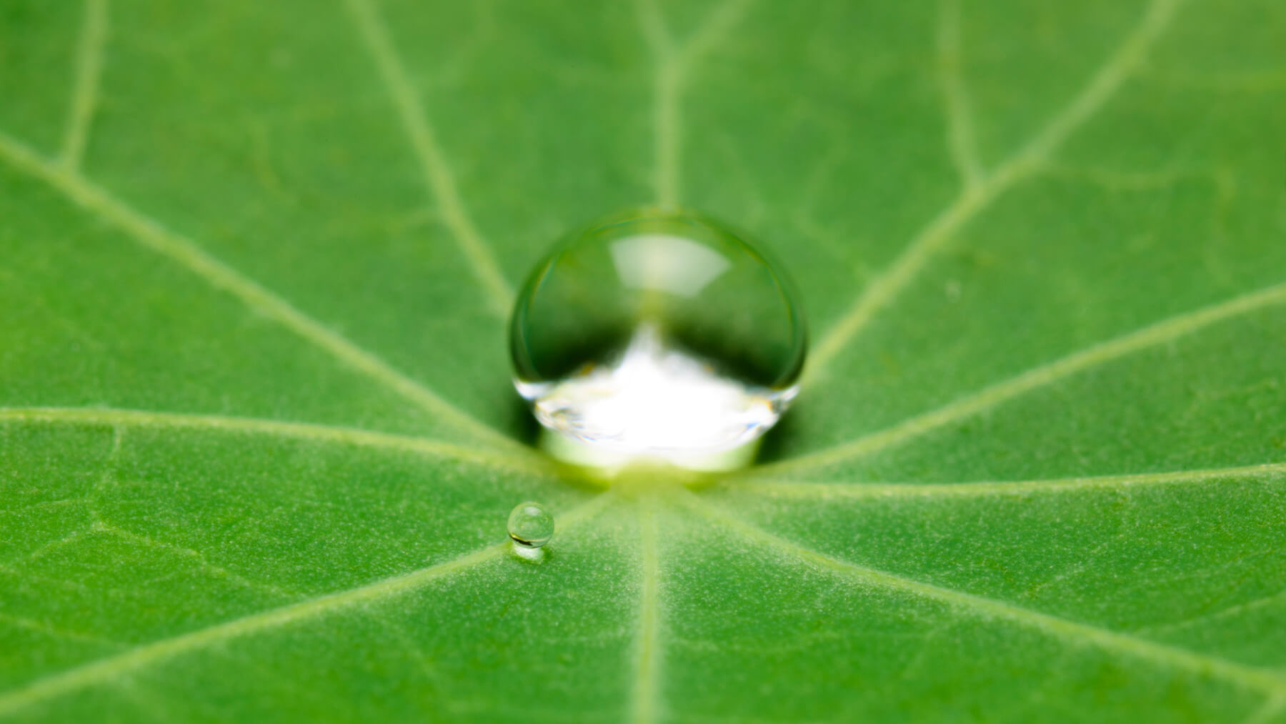 Green leaves macro shot