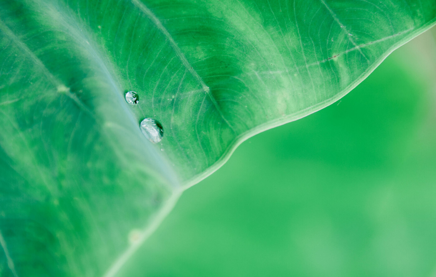Two water droplets on leaf