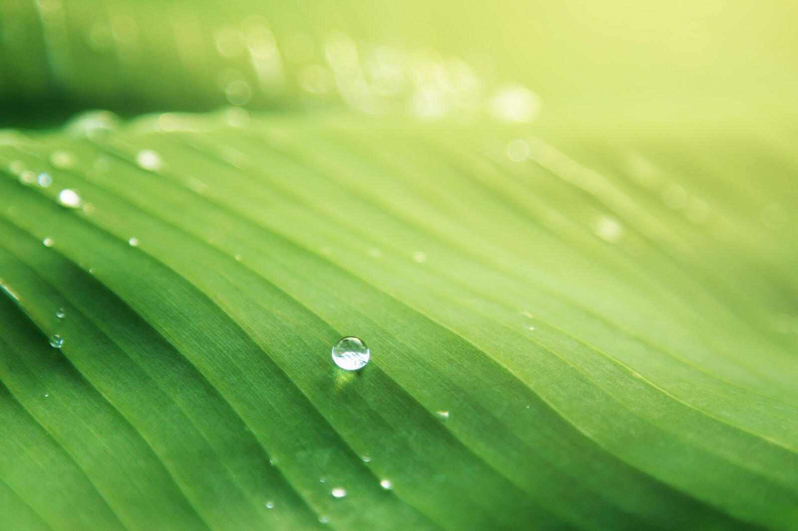 Water droplet on green leaf