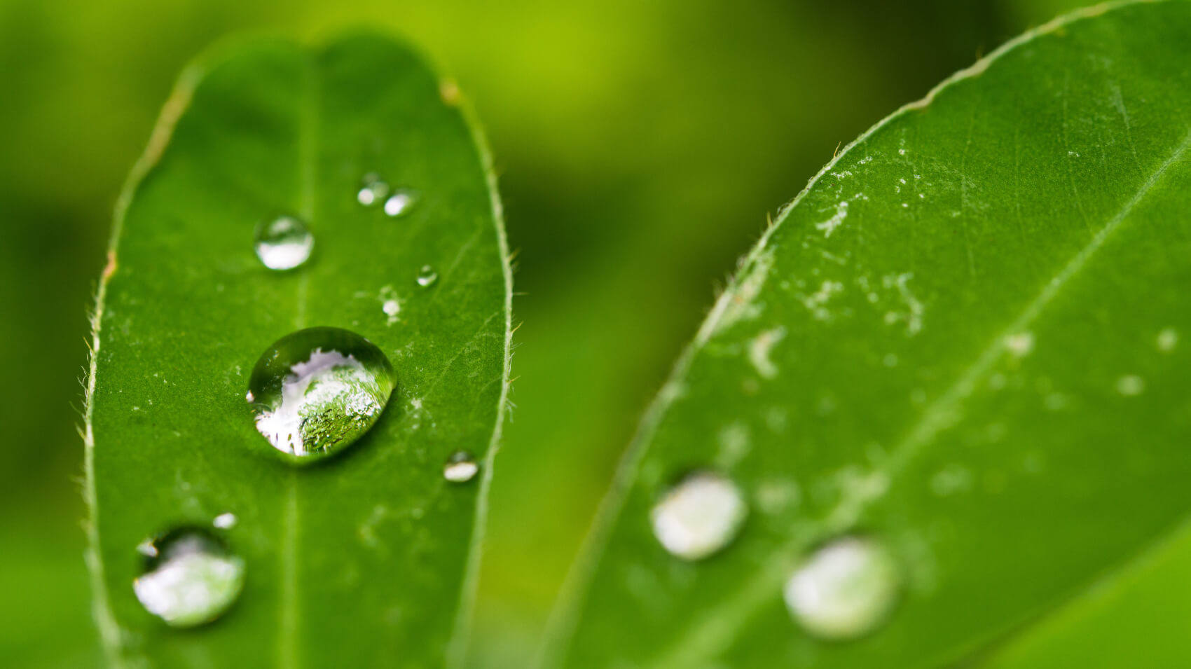 Droplets on green leaf closeup