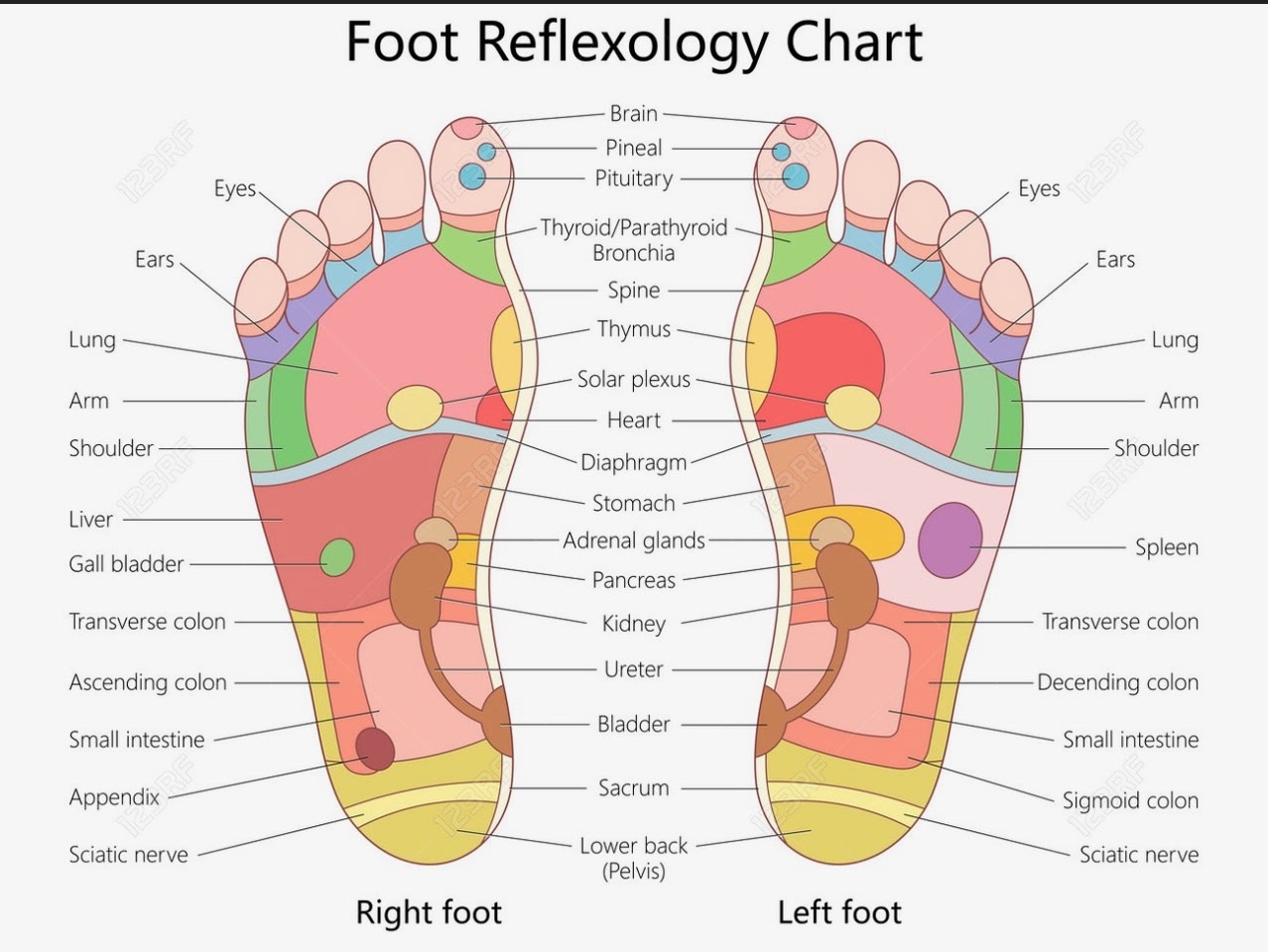 Reflexology foot chart