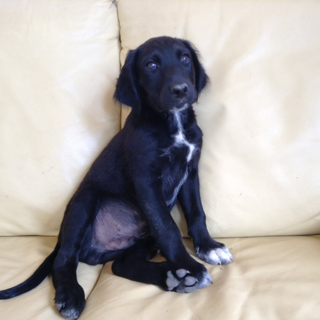 takis the rescue cat