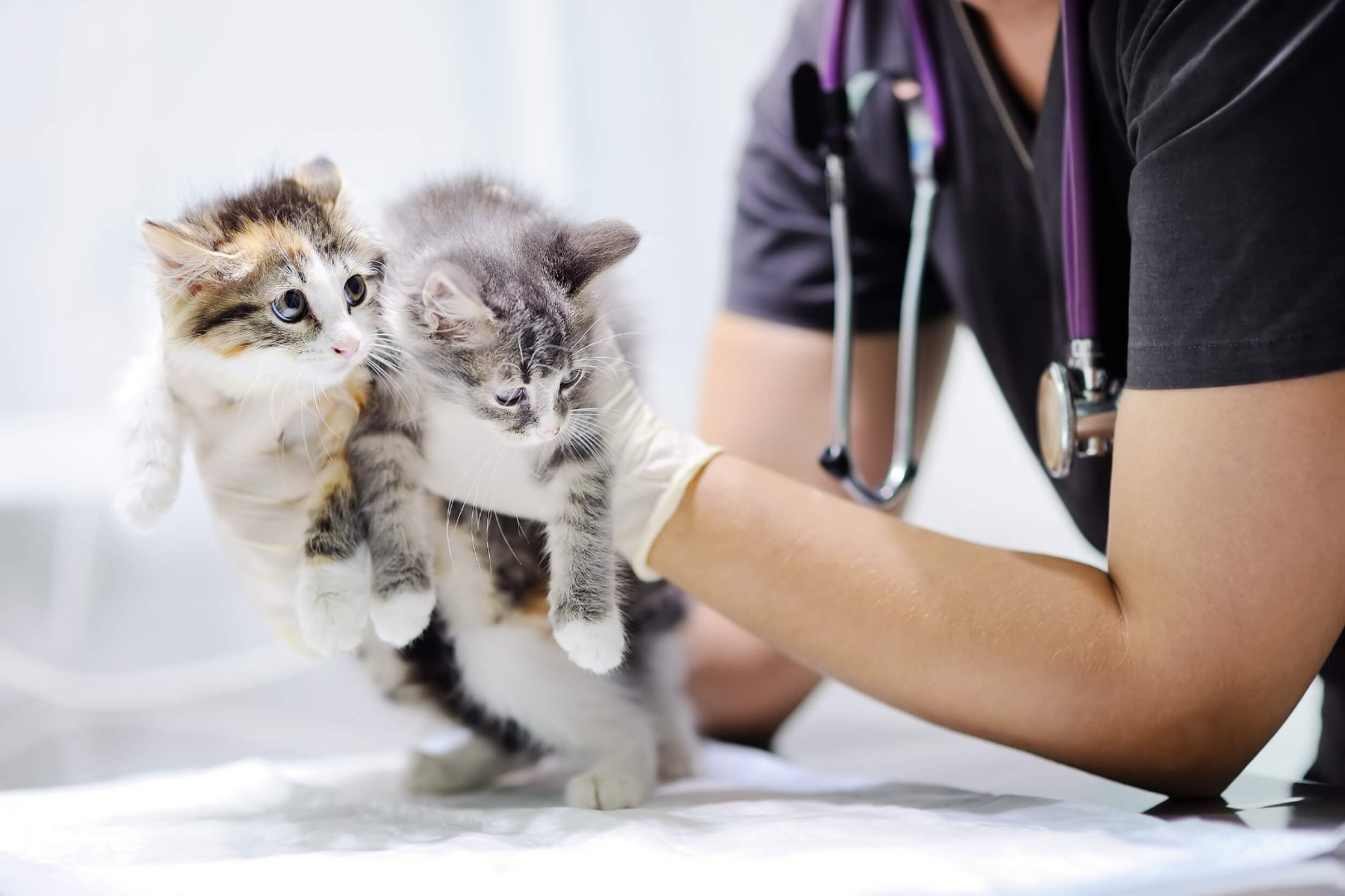 kittens held by vet
