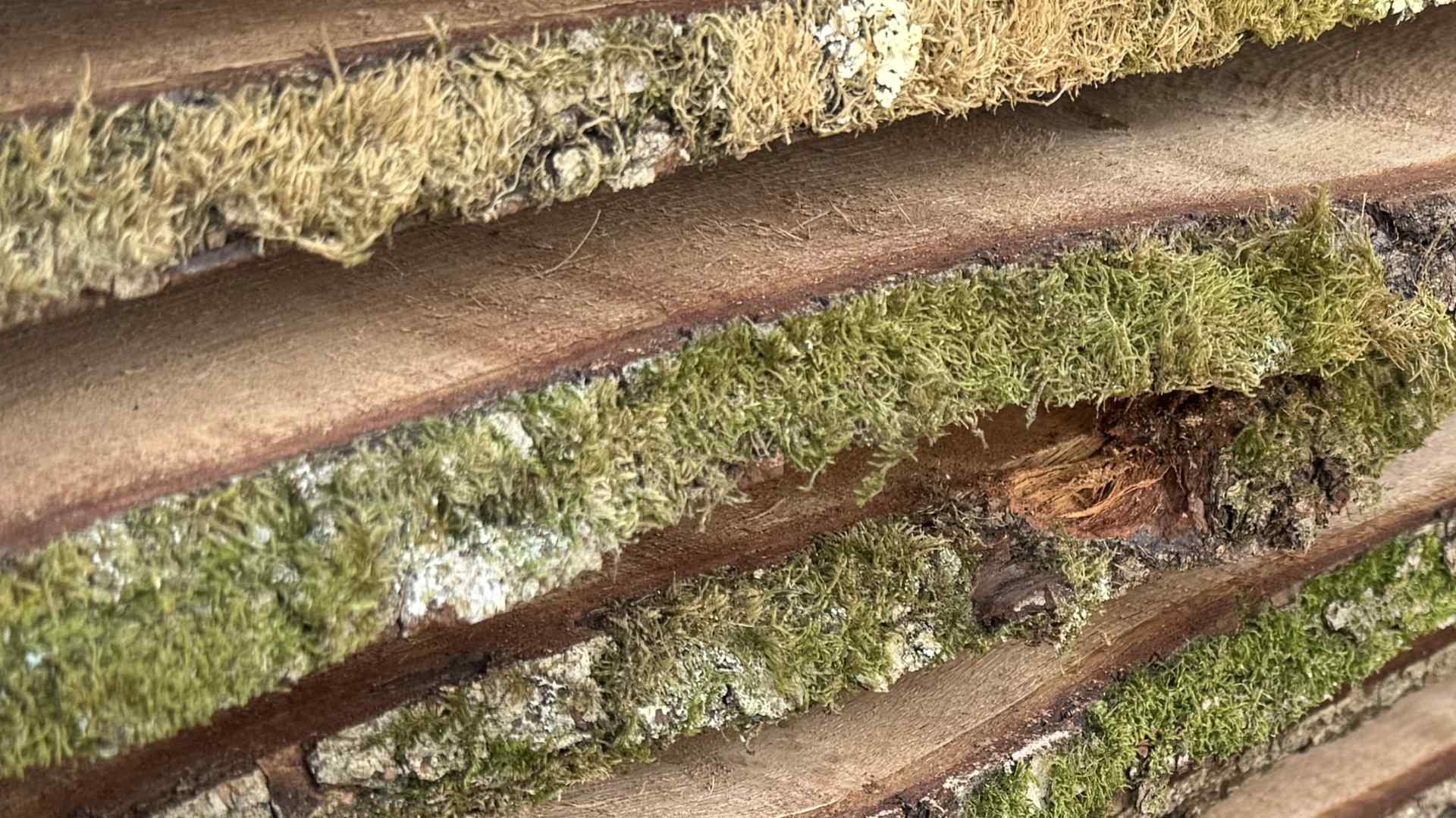 Algae covered oak board