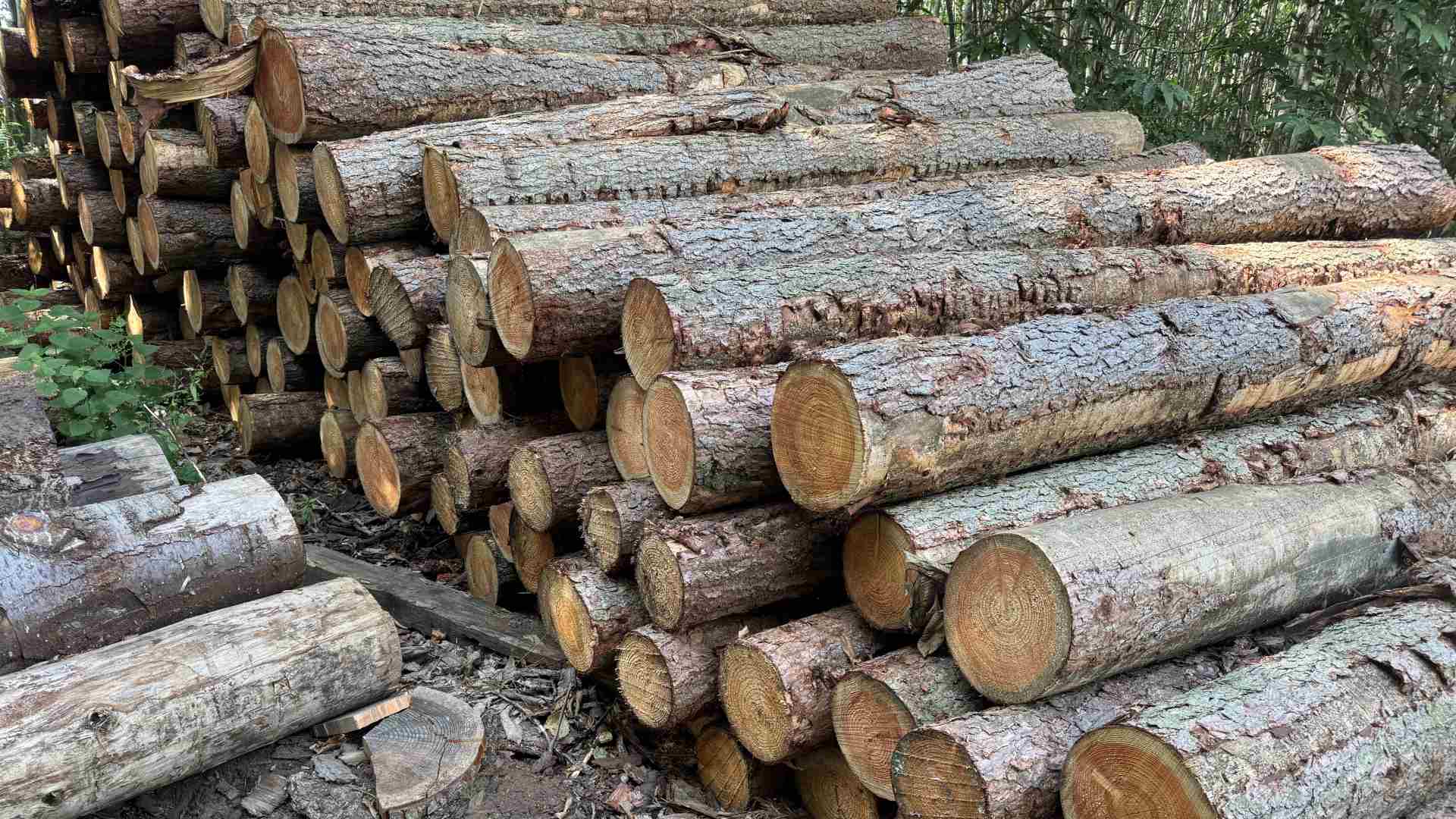 Oak log pile