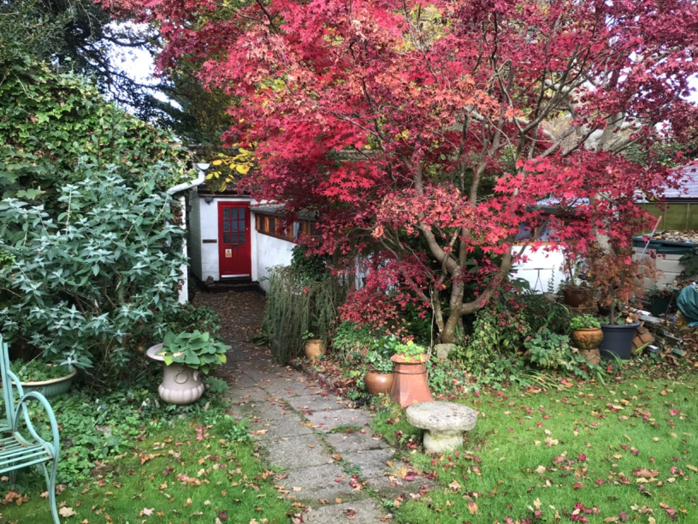 image of another cat