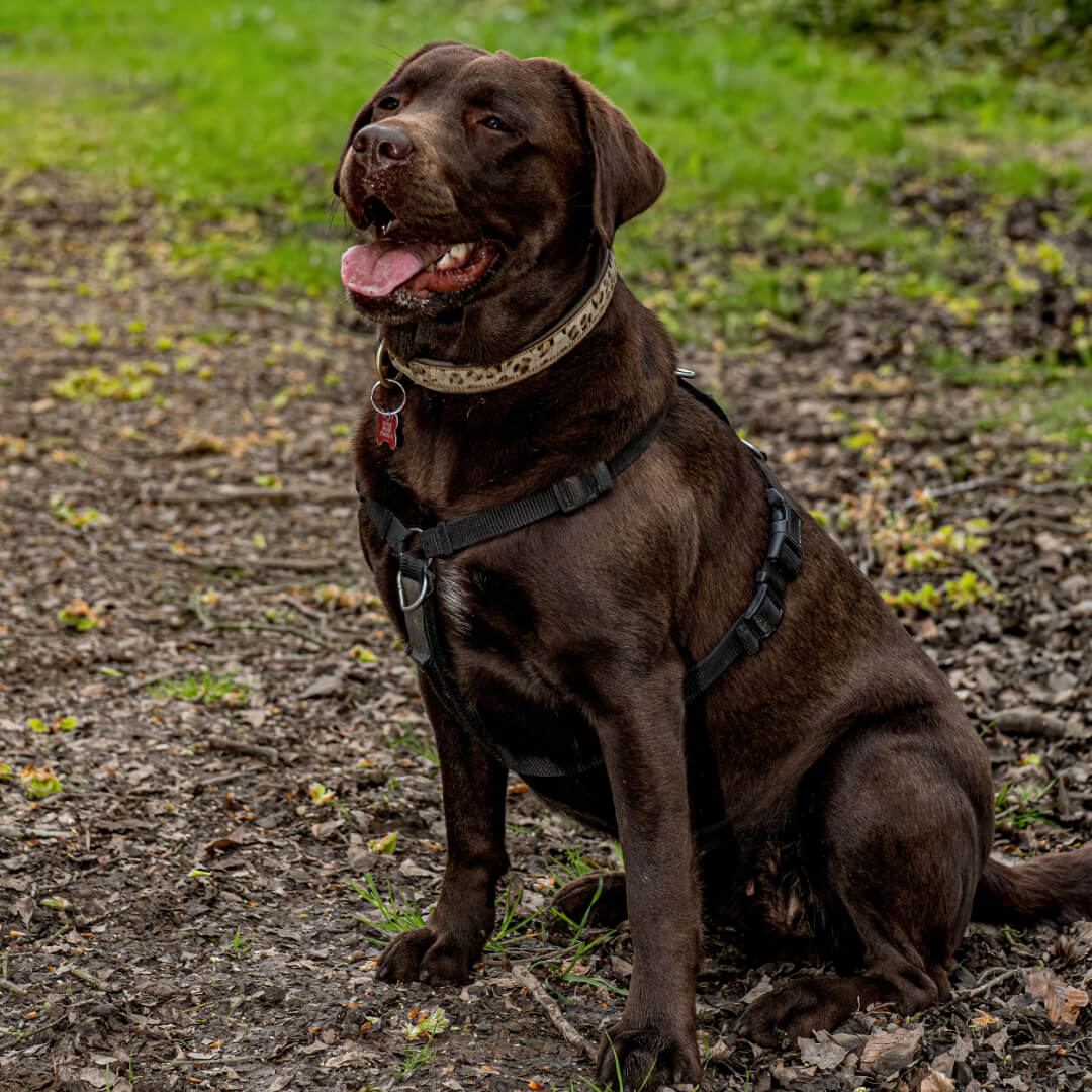 Bertha the labrador2