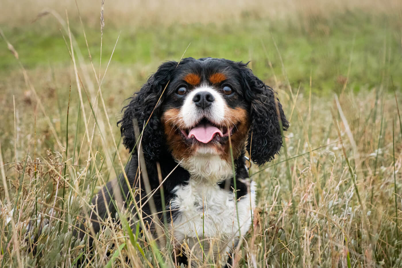 King charles in grass