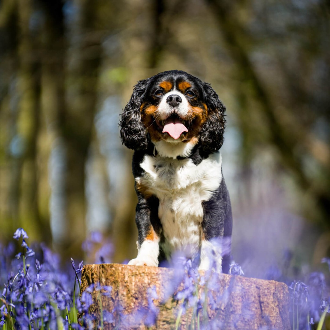 King charles on rock