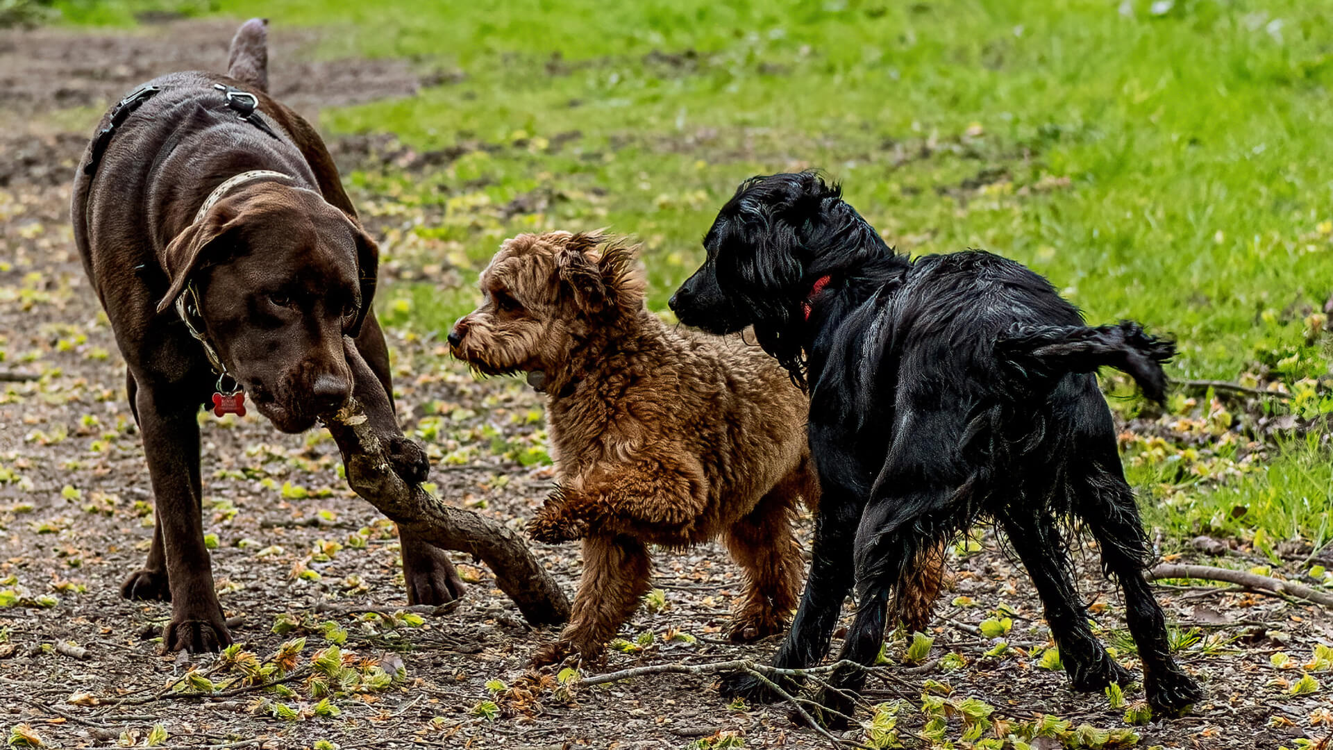 Three dogs playing