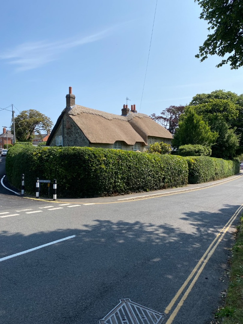 tree surgery isle of wight